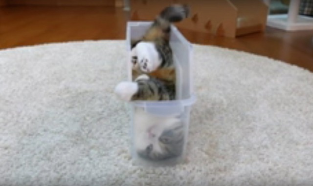 【動画】どうしても入りたい！ちょいデブ猫がスリムなケースに入るために試行錯誤