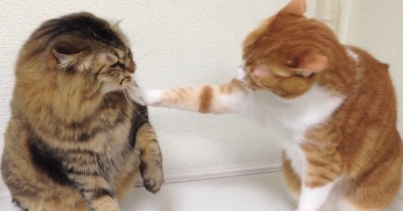 【動画】本気の猫パンチで戦い