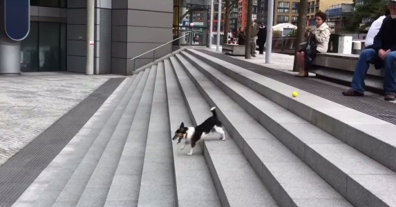 【動画】階段を利用して、1人でボール遊びを完結させる賢い犬