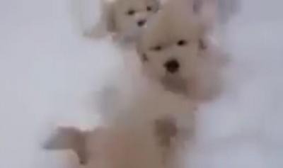 【動画】ゴールデンの子犬たち！いったい何匹いるでしょう