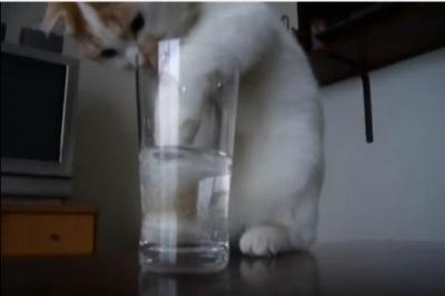 【動画】そこまでしてグラスの水を飲む？必死すぎる猫