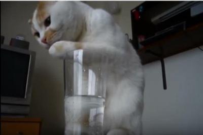 【動画】そこまでしてグラスの水を飲む？必死すぎる猫
