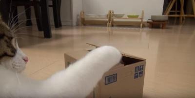 【動画】猫の貯金箱に興味津々な猫！