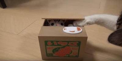 【動画】猫の貯金箱に興味津々な猫！