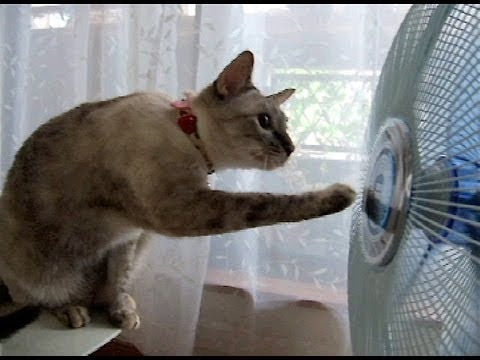 【動画】頭もくるくる！扇風機が気になる猫