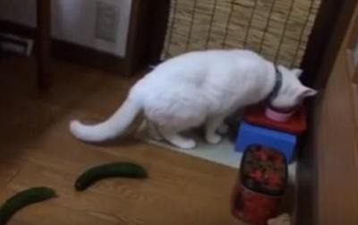 【動画】なぜにそこまで驚く！キュウリに驚く猫