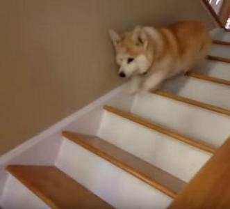 【動画】階段をトントン降りるコーギーが可愛すぎ