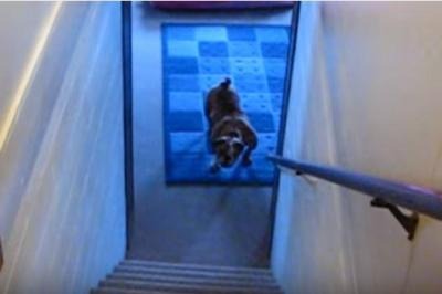 【動画】階段の上り下りが苦手なブルドッグ