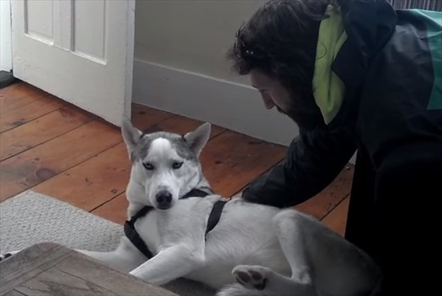 【動画】可愛いハスキー犬「ノー！」の一点張り