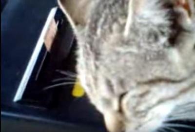 【動画】日常の風景になってる、改札機の上で寝る猫