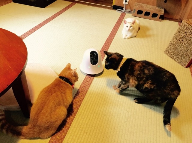 アプリで遠隔操作！360度移動可能なカメラ「ilbo」でペットをチェック！
