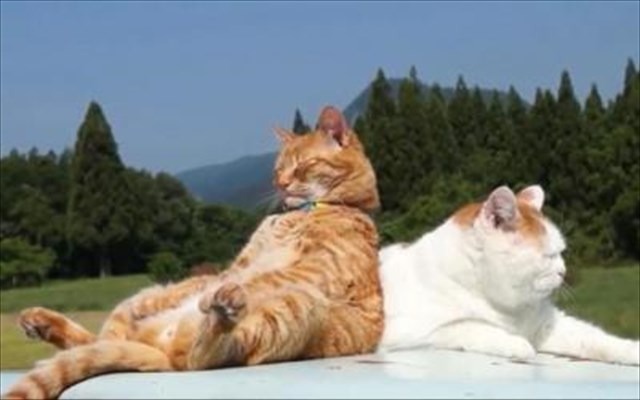 【動画】おかしな格好でまったりする猫たち