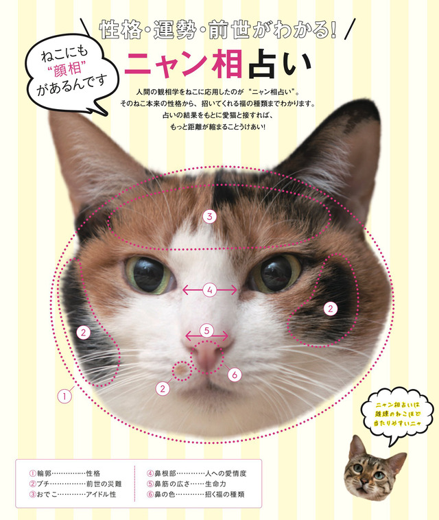 SNSで人気のねこ達がムックに！『ねこもえ』発売