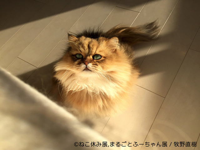 「ねこ休み展」のゴールデンウィーク巡回展とスピンオフ企画の開催が決定