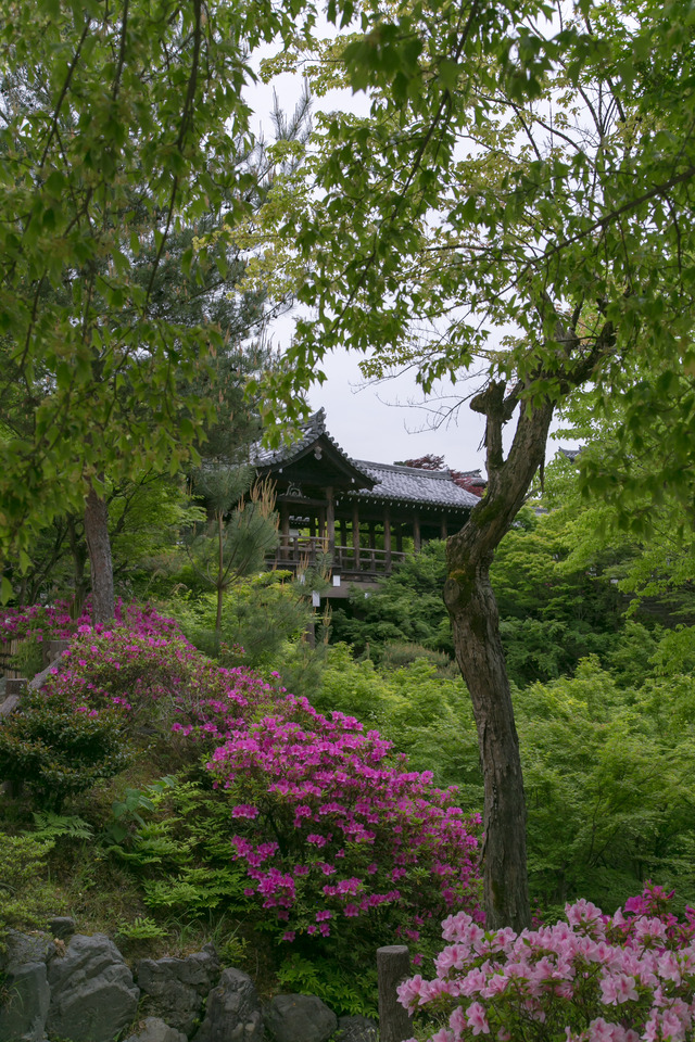 青もみじも美しい東福寺