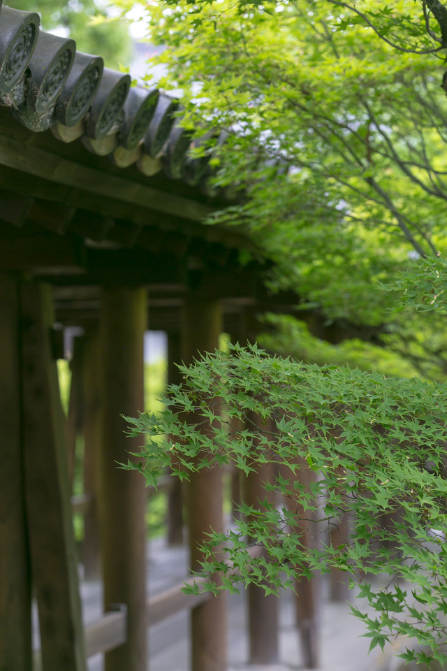 青もみじも美しい東福寺