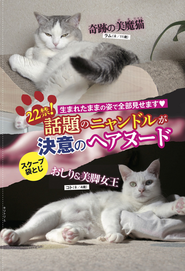 猫川クリステル、アイドル猫袋とじ…… 『週ニャン大衆』発売に