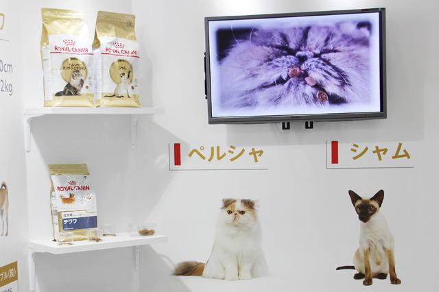 会場ではペルシャ猫の独特の食べ方を動画で紹介