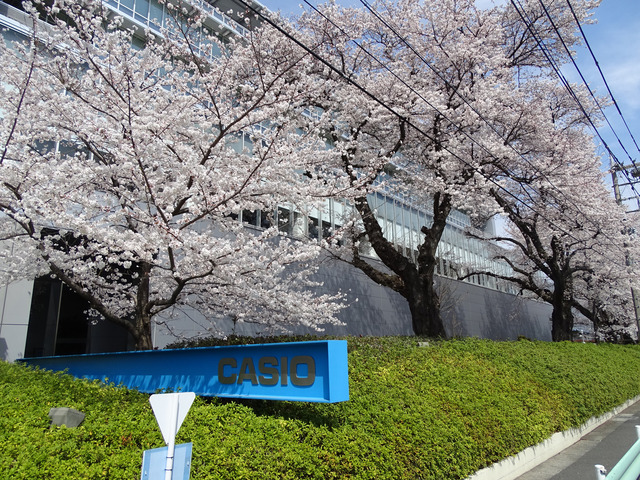 満開の桜が咲き乱れるカシオの八王子技術センターを訪問
