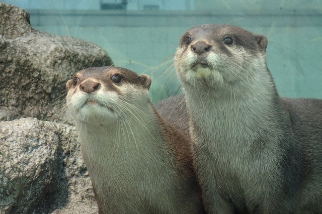 サンシャイン水族館、1月16日からコツメカワウソの赤ちゃんを一般公開