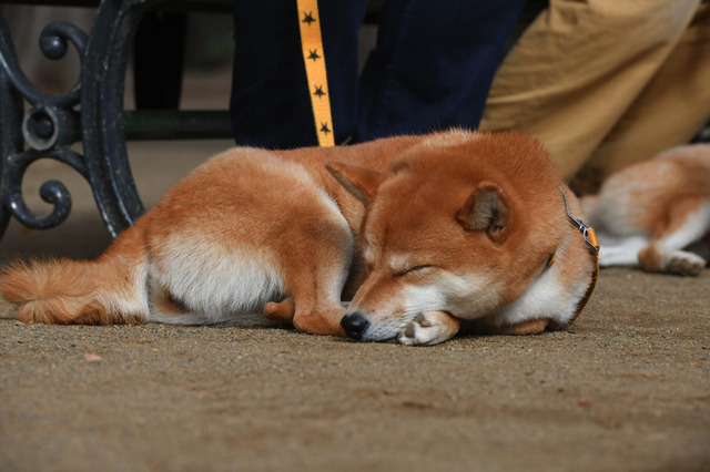 (C)2019「柴公園」製作委員会