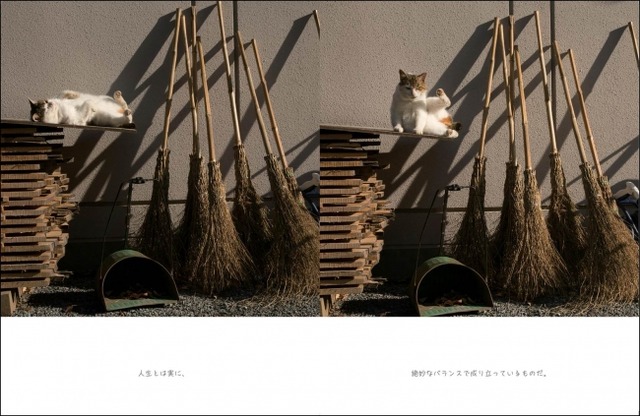 自由気ままな猫たちが癒してくれる...猫写真家・沖昌之の写真集発売