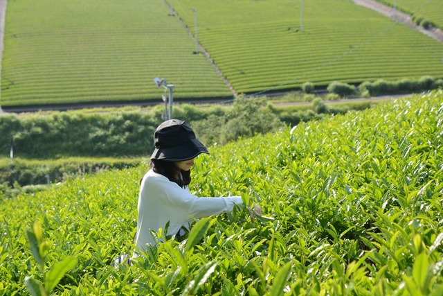 静岡の茶草場農法：茶摘み体験【錦怜那】