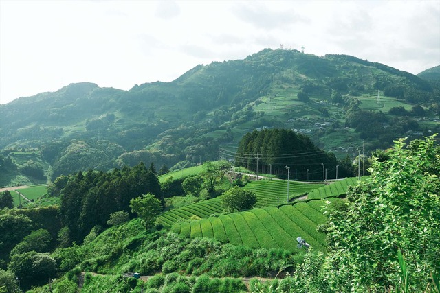 静岡の茶草場農法
