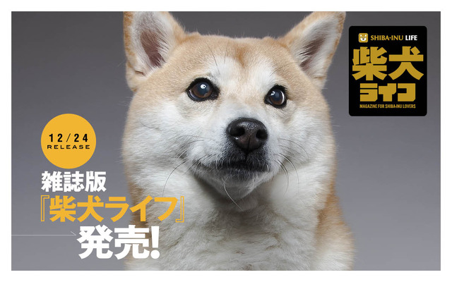 雑誌版『柴犬ライフ』が季刊誌に！冬号表紙はインスタフォロワー28万人“もぐちゃん”