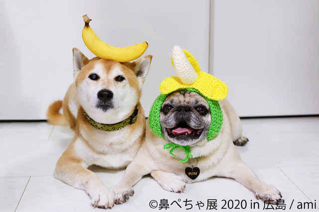 鼻ぺちゃ犬の合同写真展＆物販展「鼻ぺちゃ展 2020 in 広島」