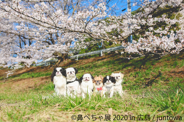 鼻ぺちゃ犬の合同写真展＆物販展「鼻ぺちゃ展 2020 in 広島」