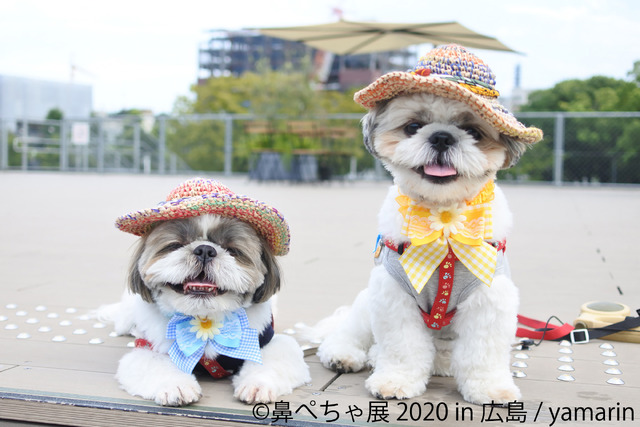 鼻ぺちゃ犬の合同写真展＆物販展「鼻ぺちゃ展 2020 in 広島」