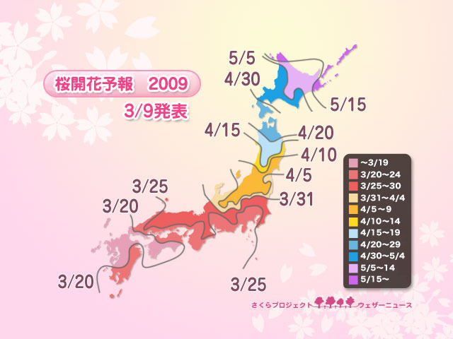 桜開花の時期