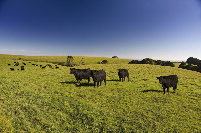 ブロンコビリー、人気のブランド牛「ぶどう牛」が数量限定で復活
