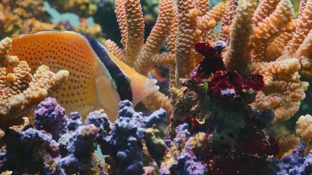 『パフ －サンゴ礁の神秘－』12月16日独占配信