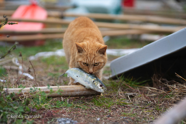 「どら猫」著者：五十嵐 健太定価：1,400円＋税発行：飛び猫合同会社