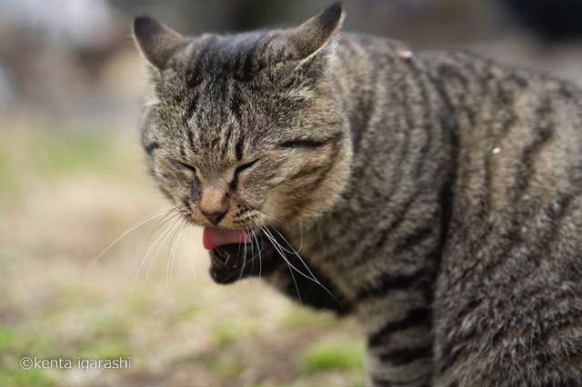 「どら猫」著者：五十嵐 健太定価：1,400円＋税発行：飛び猫合同会社