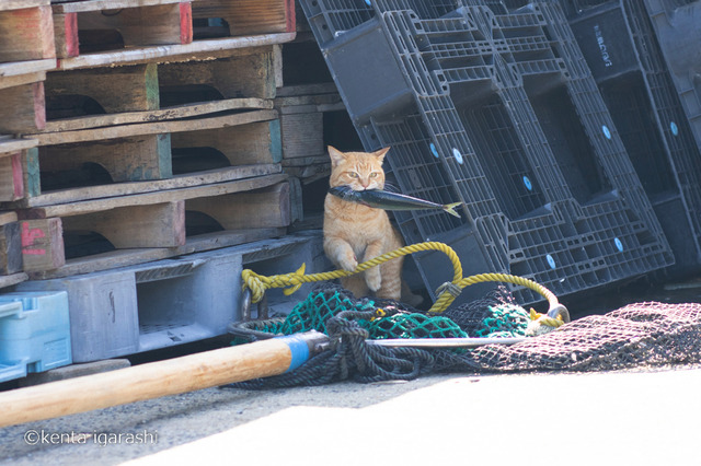 「どら猫」著者：五十嵐 健太定価：1,400円＋税発行：飛び猫合同会社