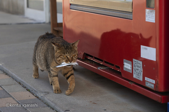 「どら猫」著者：五十嵐 健太定価：1,400円＋税発行：飛び猫合同会社