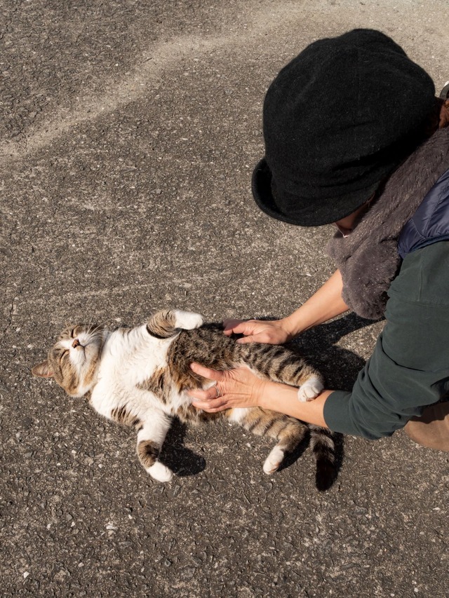 SNSフォロワー計90万人の猫写真家夫妻が撮るフォトブック『島にゃんこ』2月22日発売