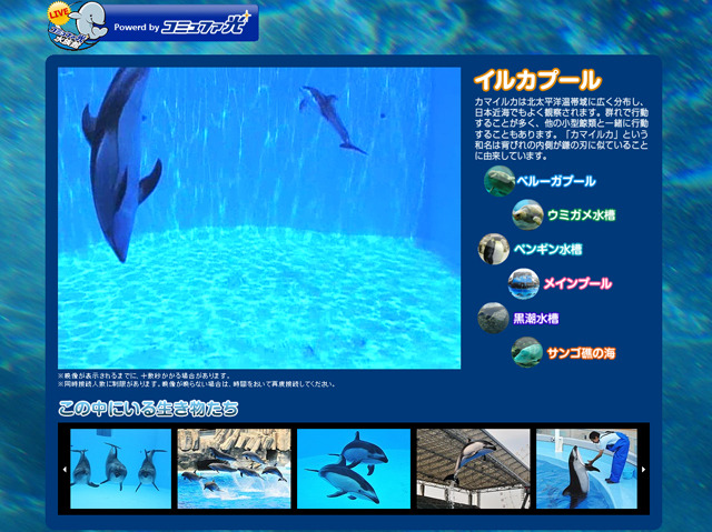 コミュファ光水族館「イルカプール」