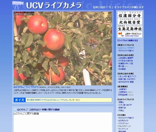 地域WiMAXを活用したライブカメラで、リンゴをPR（9月24日現在の映像）