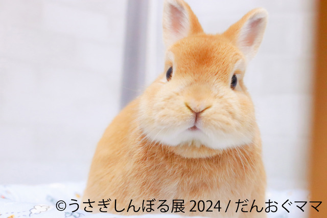 うさぎしんぼる展 2024