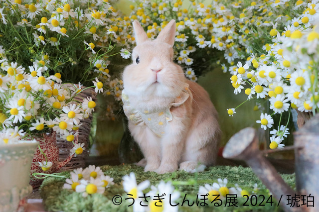 うさぎしんぼる展 2024