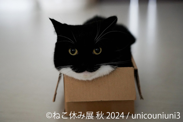 ねこ休み展 秋 2024