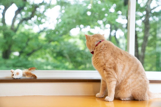 ねこちゃんも泊まれるお部屋