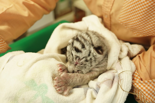 アニマルキングダムのホワイトタイガー、三つ子の赤ちゃんを出産