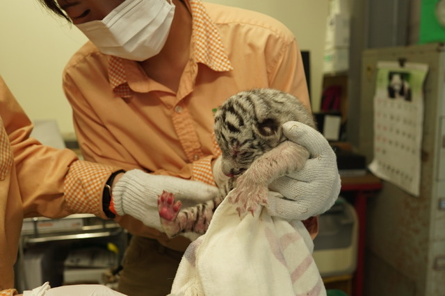 アニマルキングダムのホワイトタイガー、三つ子の赤ちゃんを出産