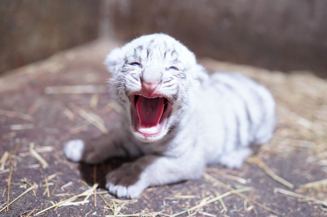 「伊豆アニマルキングダム」で飼育中のホワイトタイガー・シロップの赤ちゃん