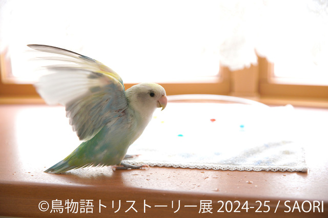 鳥物語トリストーリー展 2024-25